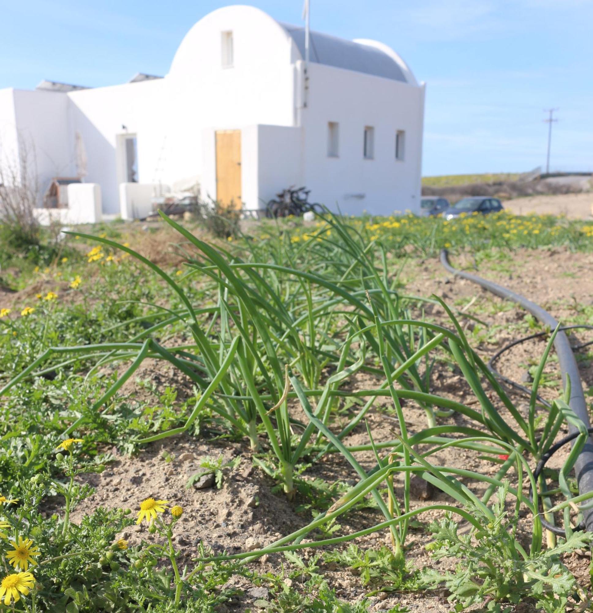 Ab Green Living Santorini Emporio  Eksteriør billede